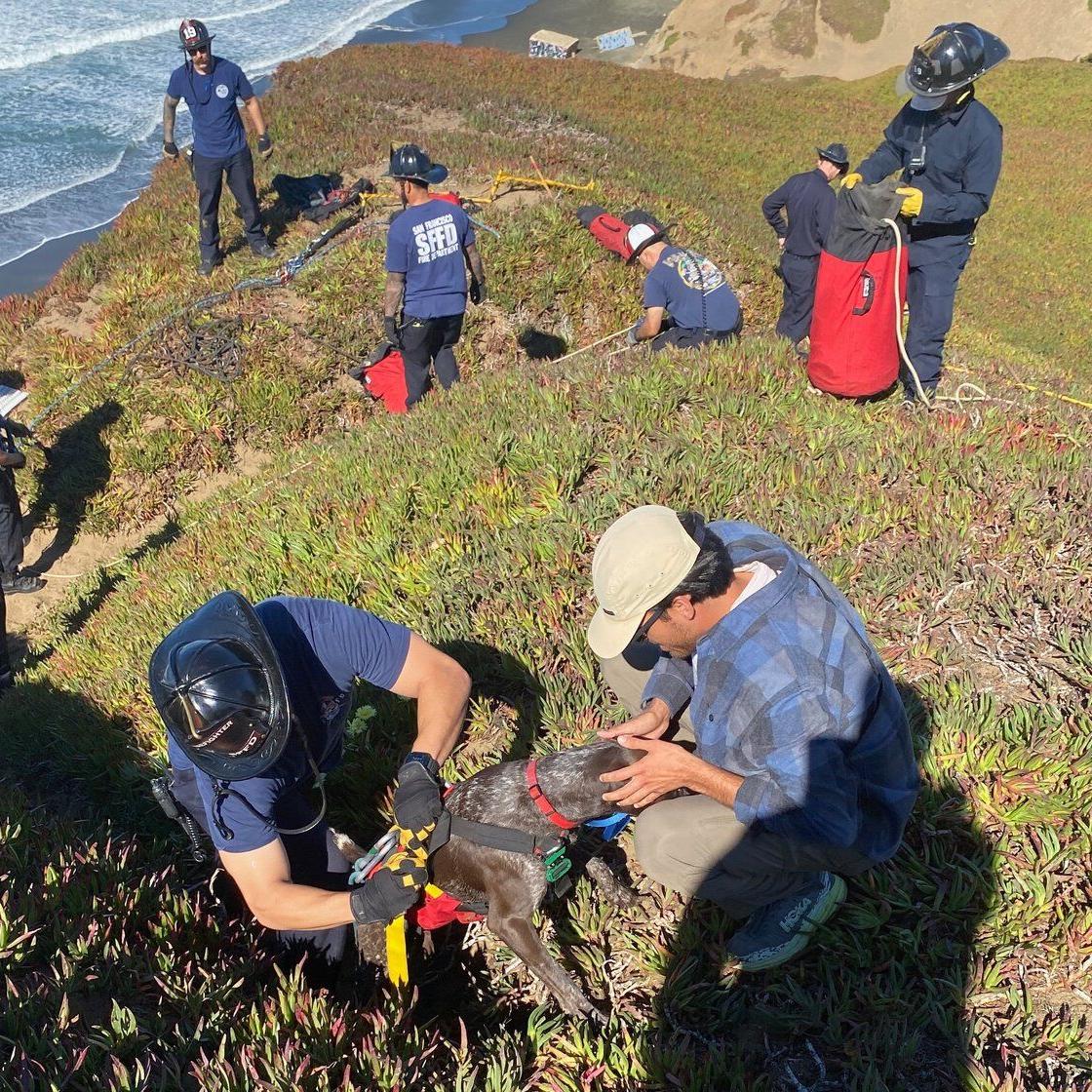 A San Francisco dog wags its tail and kisses rescuers after it's plucked from the side of a cliff